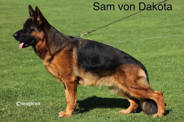 public/dog_images/907/1774907192.Sam von Dakota.jpg